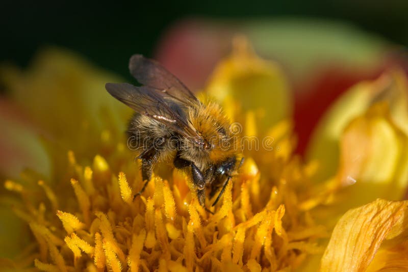 Leafcutter Bee on Yellow and Red Flower Stock Photo Image of nectar