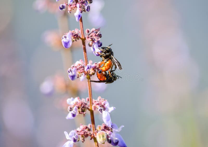 Leafcutter bees on purple flowers royalty free stock photography