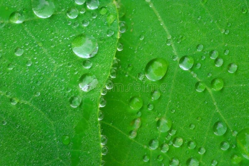 Leafes royalty free stock images