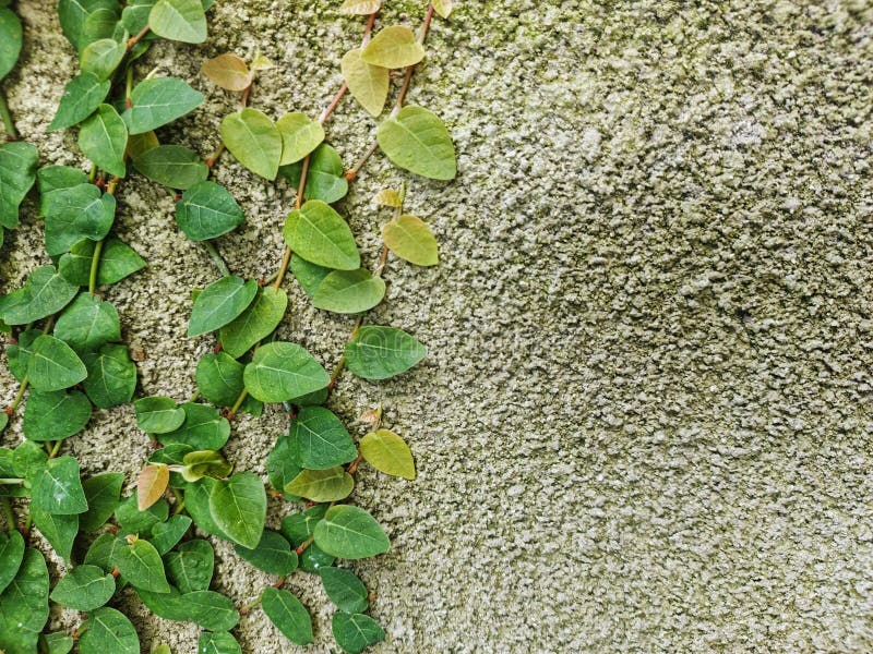 Leafes on rough wall stock photo.