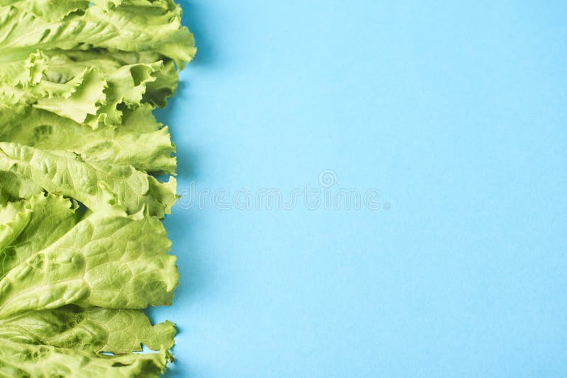 Leafes verdes frescos da alface isolados na turquesa fotografia de stock royalty free Leafes verdes frescos da alface isolados na turquesa fotografia de stock royalty free
