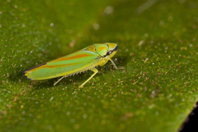 Leafhopper stock photo. Image of wing, jump, hopper, hemiptera 3893282