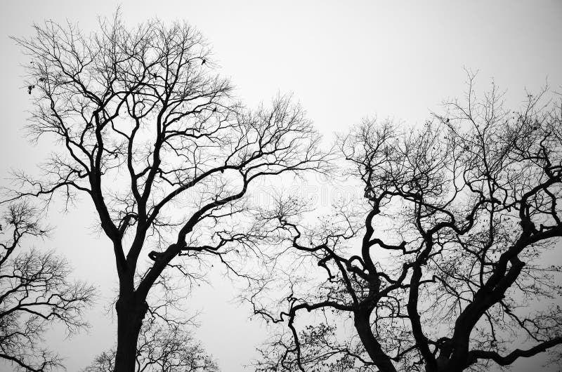 Leafless Bare Trees Over Gray Sky Background Stock Photo - Image of ...