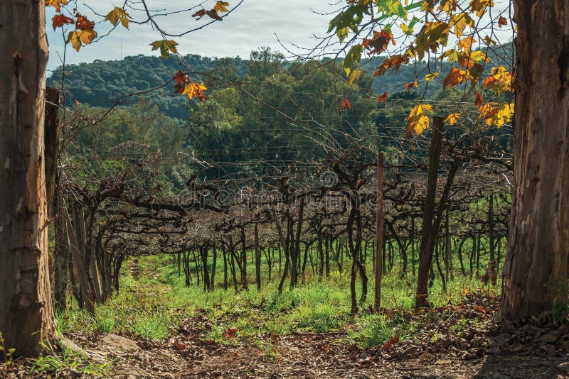 Leafless grapevines behind plane trees