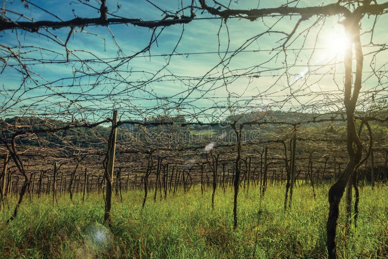 Leafless grapevines and sunlight in a vineyard