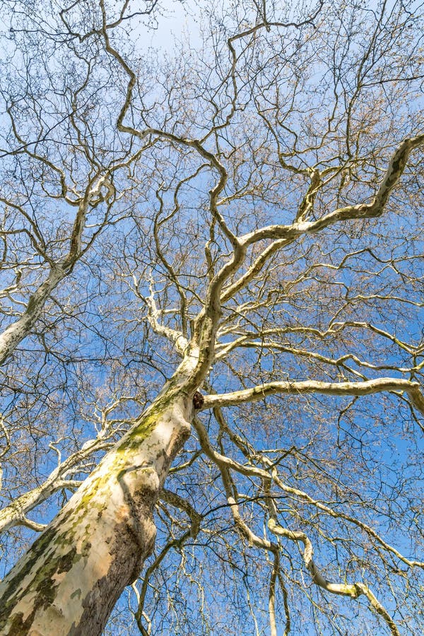 Leafless plane tree with many branches in the morning sun stock images Leafless plane tree with many branches in the morning sun stock images