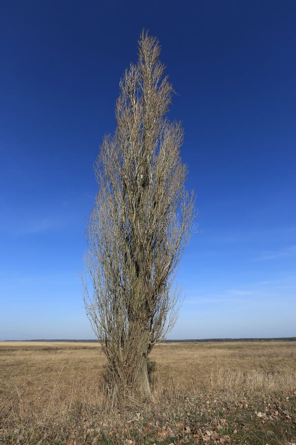 Leafless poplar tree in spring day stock photos