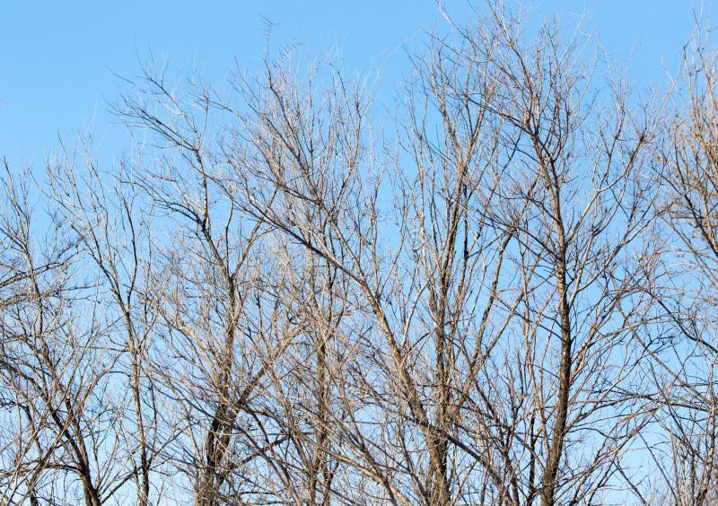 Leafless tree branches against the blue sky stock image