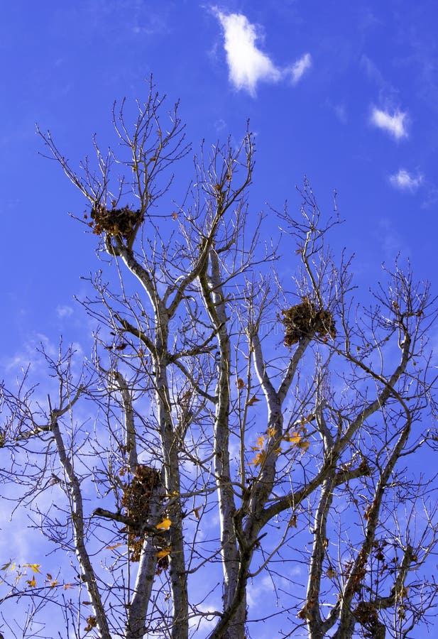 Leafless tree branches against a clear blue sky hold three large bird nests made of twigs and leaves stock photos