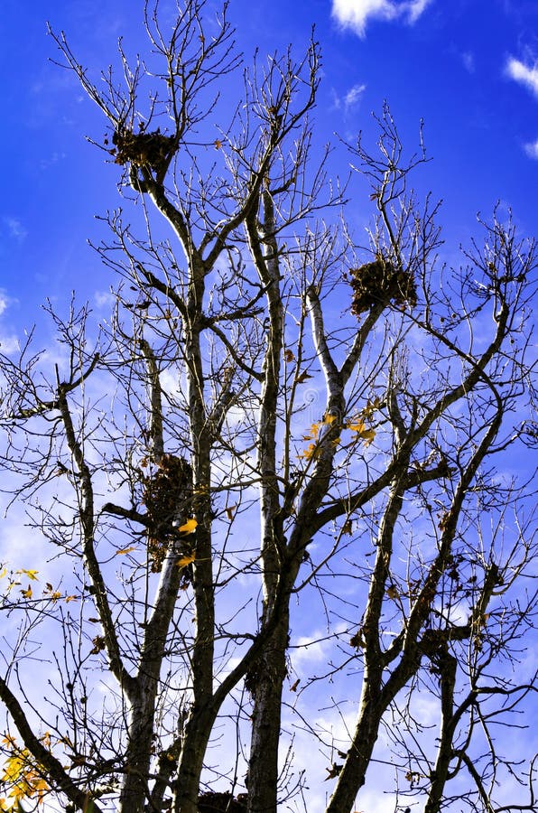 Leafless tree branches against a clear blue sky hold three large bird nests made of twigs and leaves stock photo