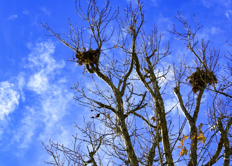Leafless tree branches against a clear blue sky hold two large bird nests made of twigs and leaves royalty free stock images