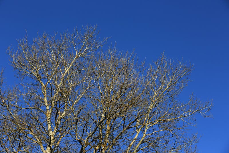 Leafless tree brunches on sky background stock image