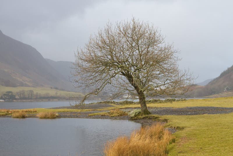 Leafless Tree by the Lake