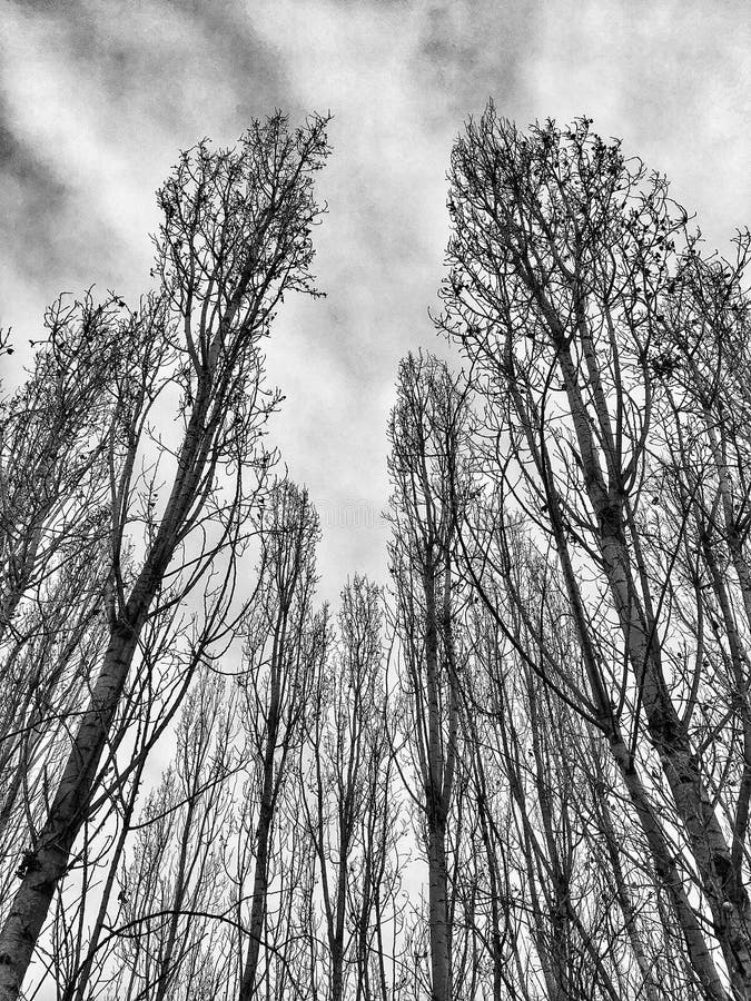 Leafless trees in winter stock image. Image of cloudy - 84307751