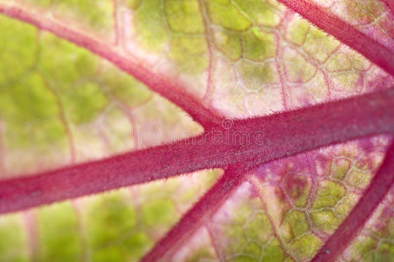 leafmakro leafmakro