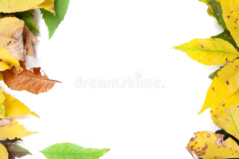 Leafs royalty free stock images