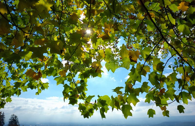 Leafs in backlight