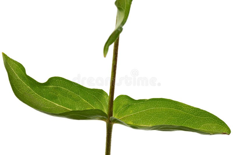 Leafs of the Flower of Zinnia, Isolated on White Background Stock Image ...