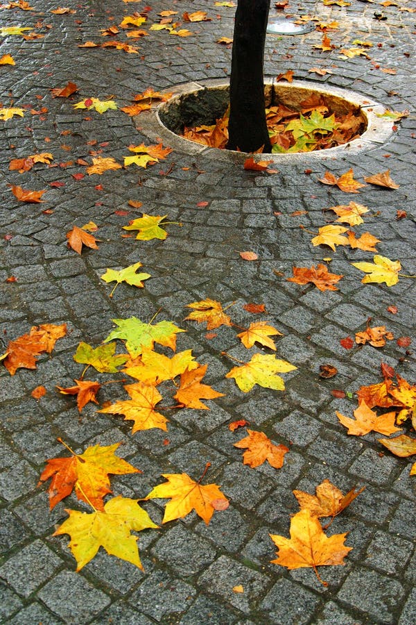 Leafs in Ground