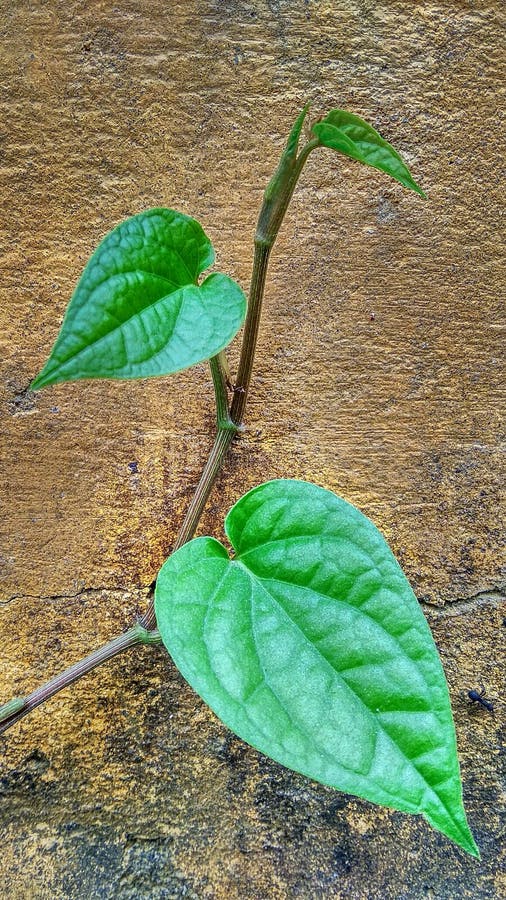 Big Green Paan Leaf On The Tree Stock Image Image of beautiful