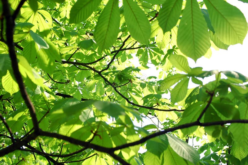 Leafs on tree