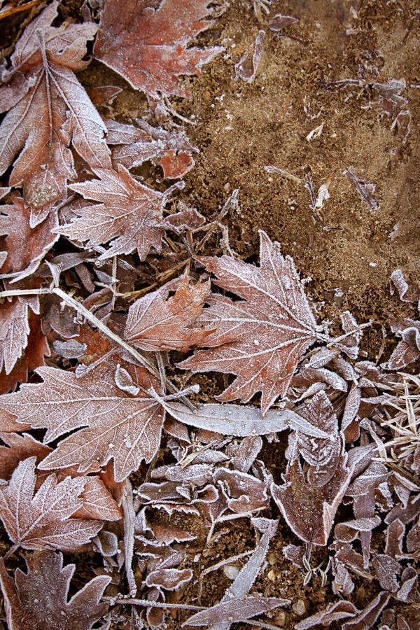 Leafs with white frost