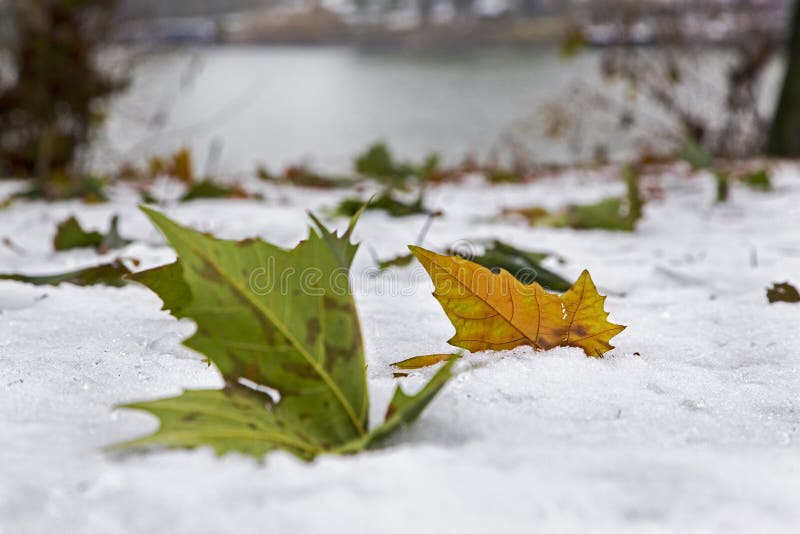Green and rusty leaf in snow royalty free stock photography