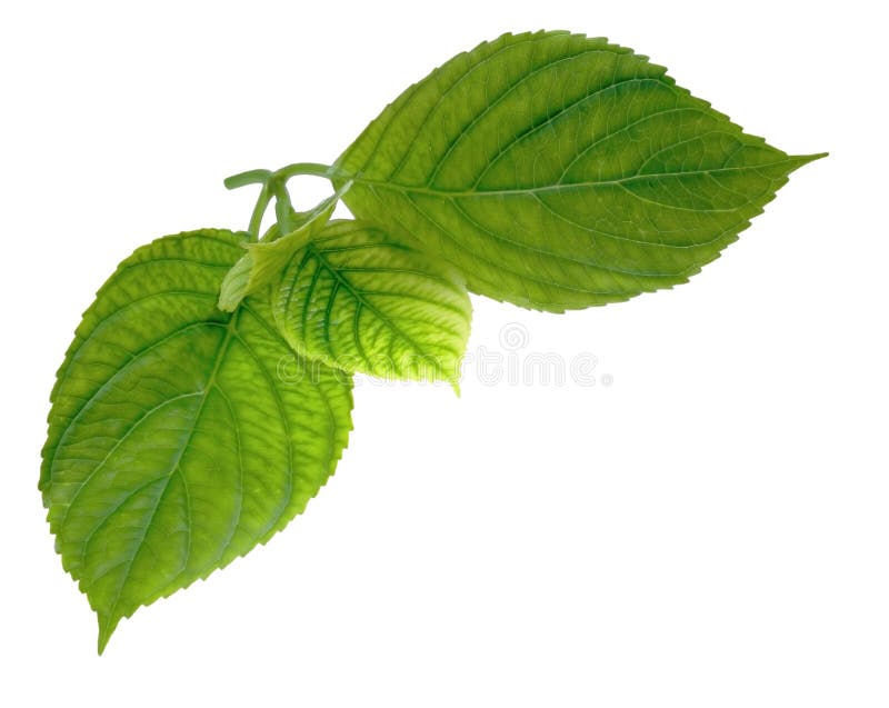 leaftextur arkivbilder