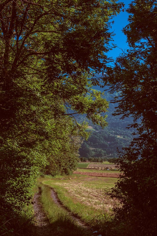 Leafy forest with green field and alpine landscape stock photos Leafy forest with green field and alpine landscape stock photos