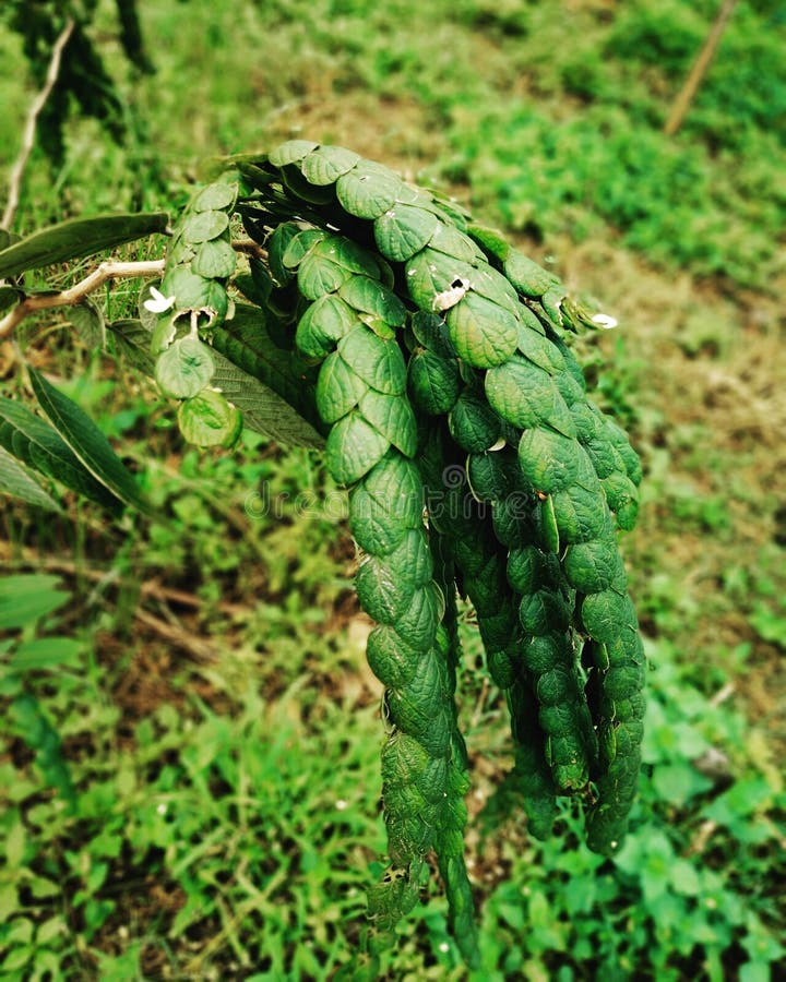 Leafy green amazing plant royalty free stock images