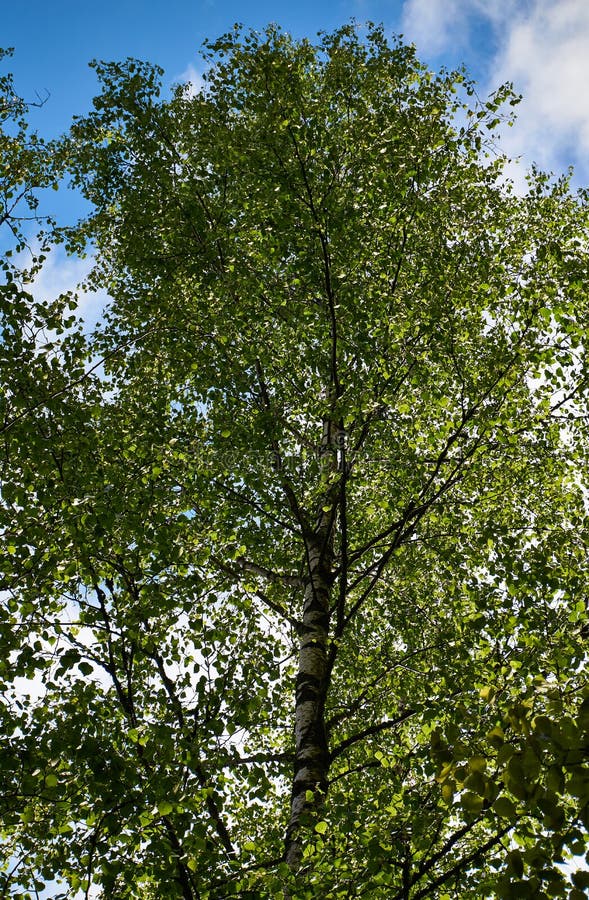 Leafy green birch tree stock photo. Image of blue, foliage 72105662
