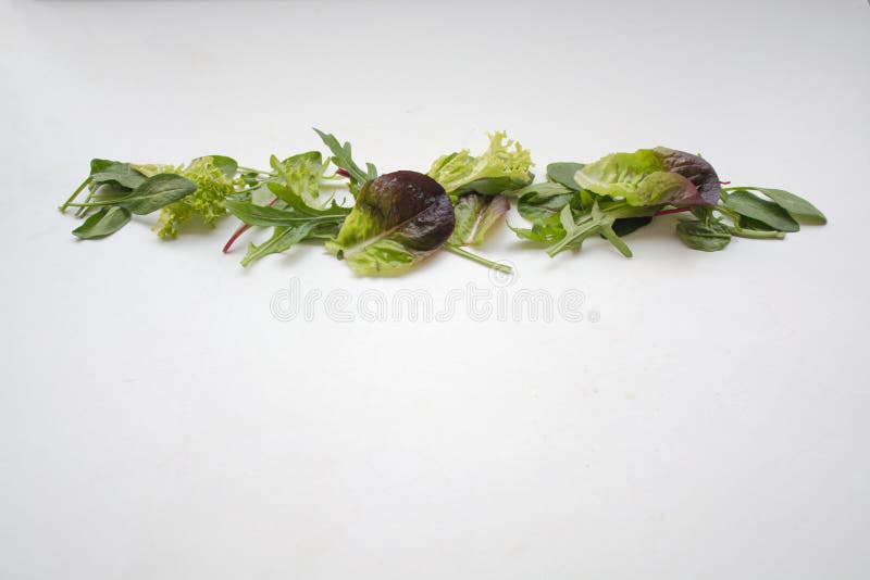 Leafy Green Salad Ingredients Arranged in a Straight Line Stock Image
