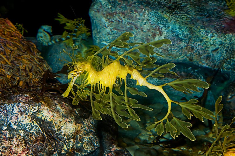 Download Leafy Sea Dragon stock image. Image of phycodurus, marine - 2026991
