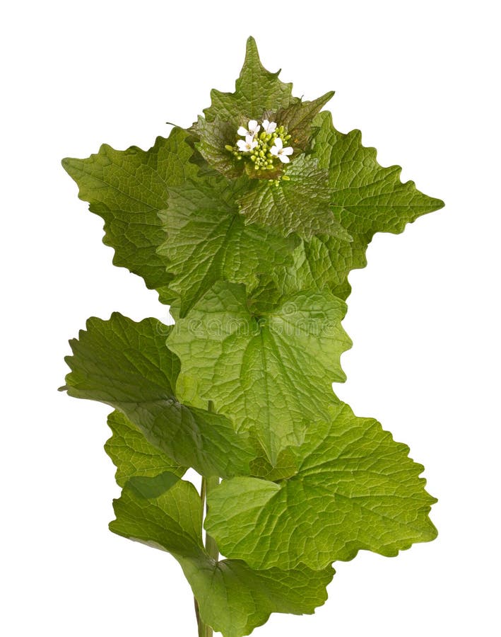 Leafy stem and flowers of garlic mustard isolated