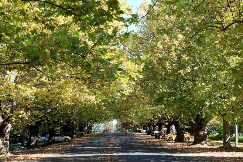 A leafy street with autumn colours in Orange, Australia
