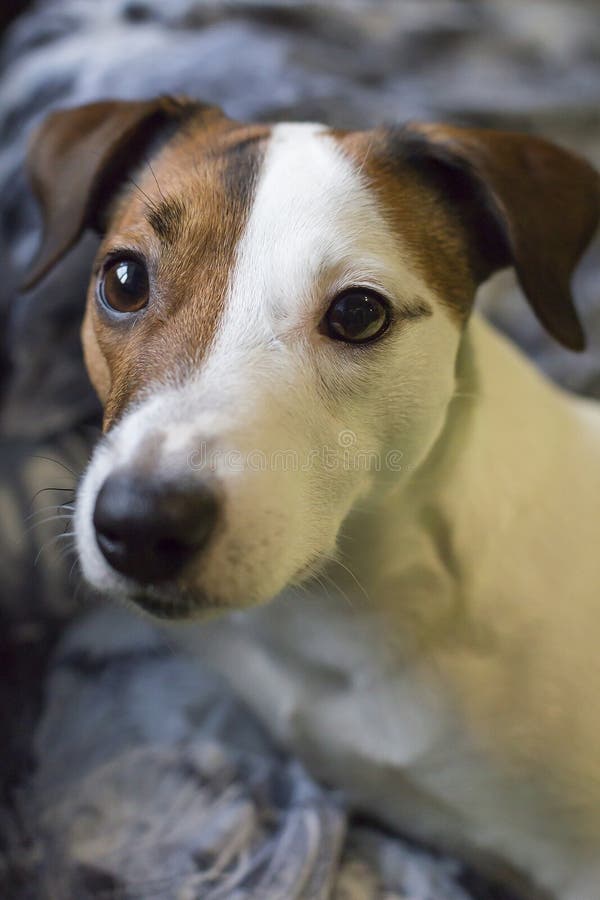 Leal un perro fotos de archivo libres de regalías