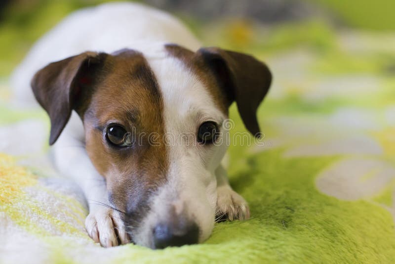 Leal un perro foto de archivo