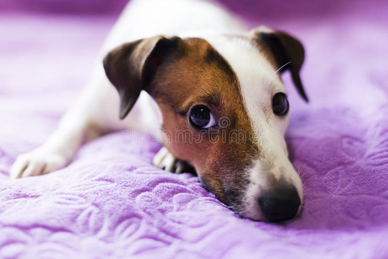 Leal un perro fotos de archivo