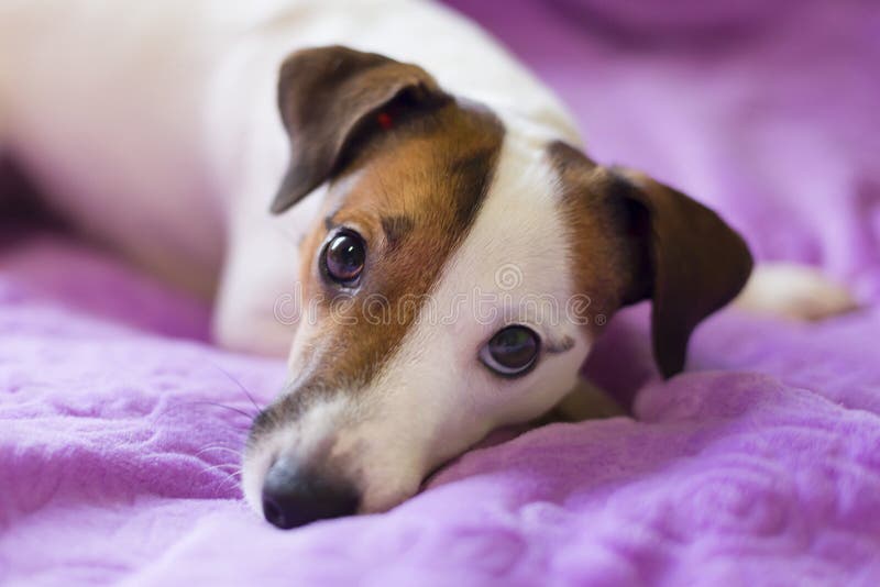 Leal un perro foto de archivo libre de regalías