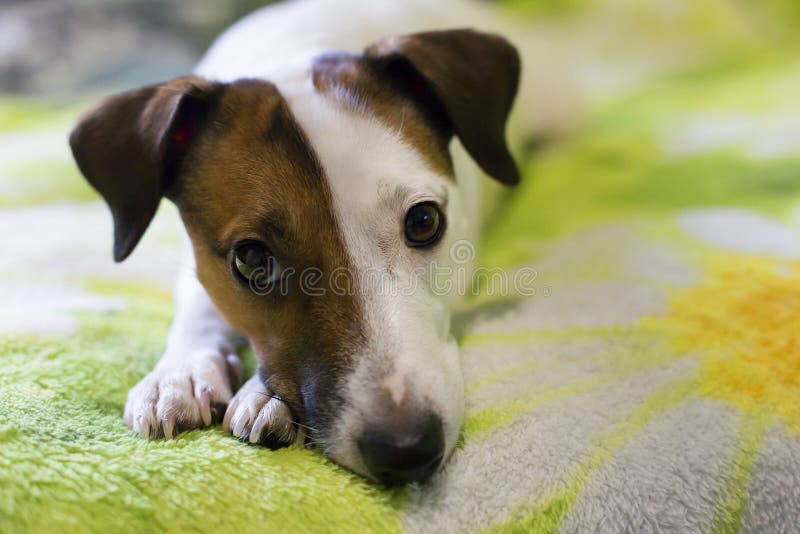 Leal un perro fotos de archivo libres de regalías