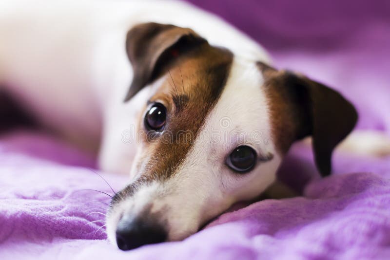 Leal un perro imagen de archivo libre de regalías