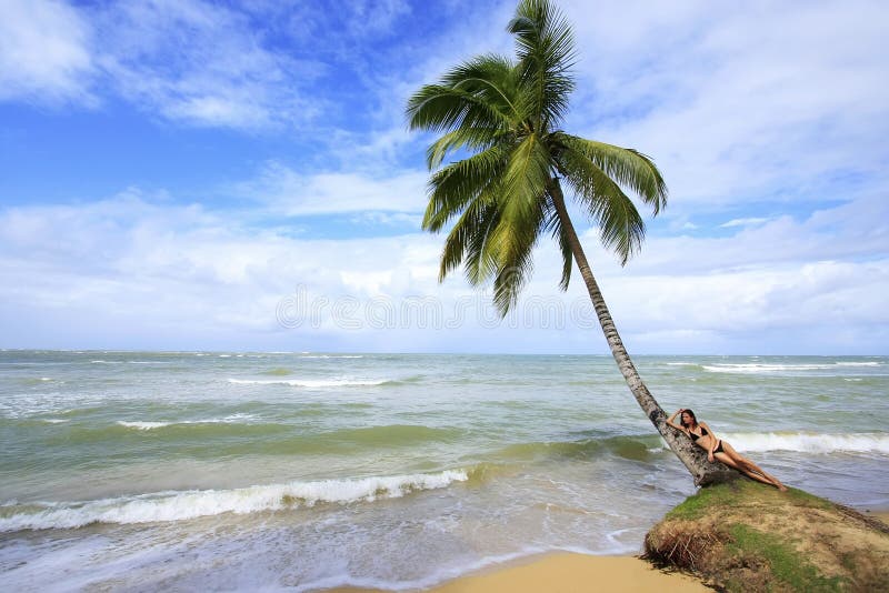 Leaning Palm Tree At Las Terrenas Beach, Samana Peninsula ...