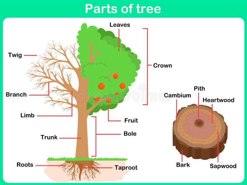 Leaning Parts of tree for kids