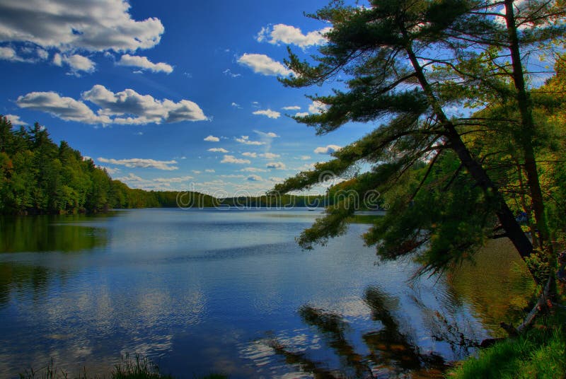 Leaning Tree By A Lake