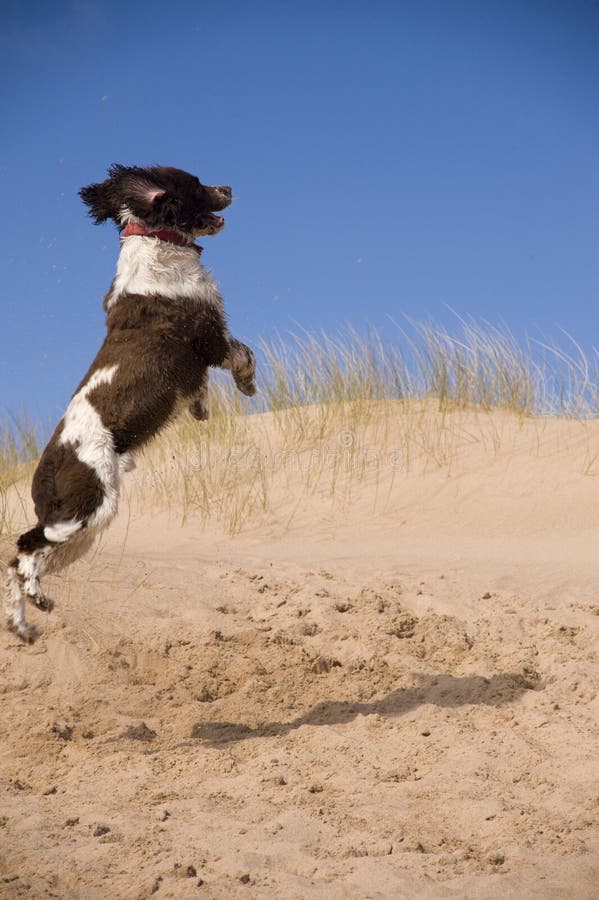Jumping dog stock image. Image of athletic, mammal, excited 15187219