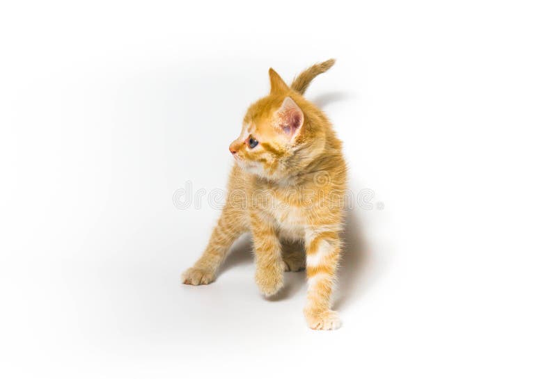 Leaping red-haired little kitten on a white background. stock images Leaping red-haired little kitten on a white background. stock images