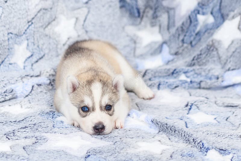 Leash Collar Puppy Husky Alone Stock Photo Image of outdoors, nature
