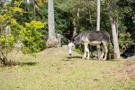 Zebra Donkey Sex Bideo Stock Photos - Free & Royalty-Free Stock Photos