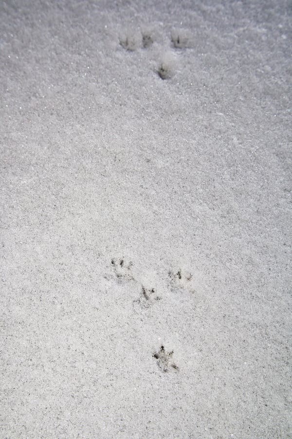 Least Weasel (Mustela Nivalis) Tracks on Snow in Winter Stock Image ...