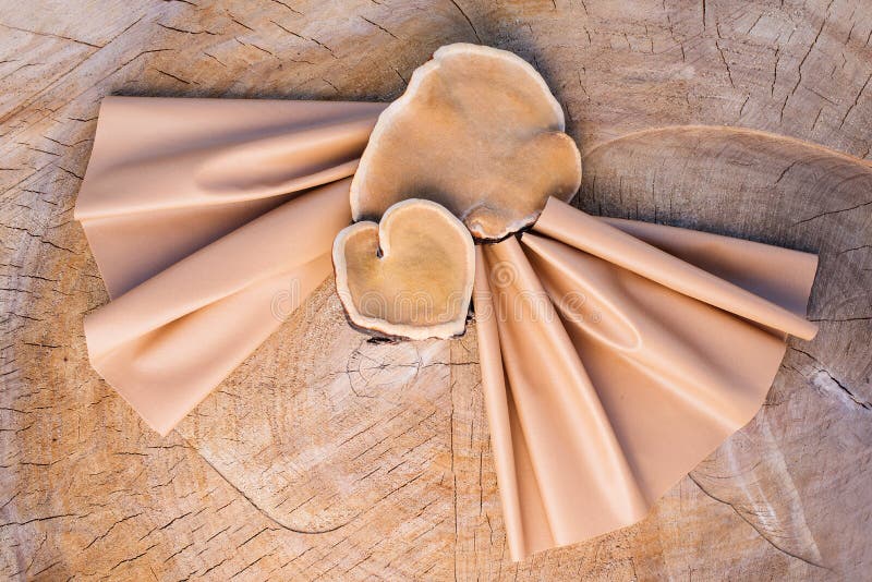 Concept of Mushroom Leather Stock Photo - Image of mushrooms, natural:  219773886